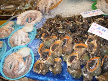 Octopus and Pretty Shells