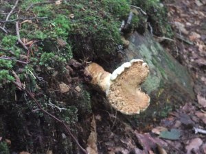 I'm going to eat you.